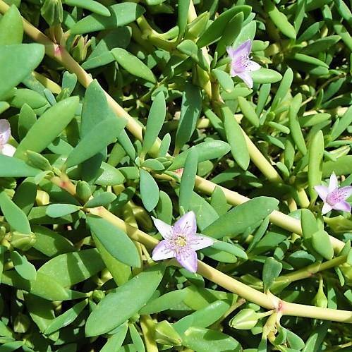 Sesuvium Portulacastrum, Shoreline Seapurslane (small) - www.Greenie.ae Buy online Best and Healthy Plants and quality products guarantee in Dubai Plants Shop in Dubai Abu Dhabi all over UAE Plants near me Fresh Plants in Dubai where to buy plants in UAE - Greenie.ae