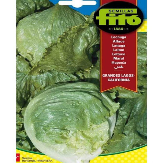 Lettuce Grandes Lagos California Seeds - www.Greenie.ae Buy online Best and Healthy Plants and quality products guarantee in Dubai Plants Shop in Dubai Abu Dhabi all over UAE Plants near me Fresh Plants in Dubai where to buy plants in UAE - Greenie.ae