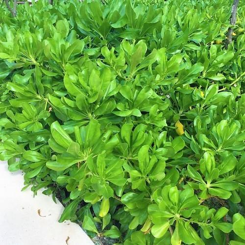 Scaevola frutescens, Vahl Beach Naupaka, Hawaiian Half Flower, Sea Lettuce - www.Greenie.ae Buy online Best and Healthy Plants and quality products guarantee in Dubai Plants Shop in Dubai Abu Dhabi all over UAE Plants near me Fresh Plants in Dubai where to buy plants in UAE - Greenie.ae