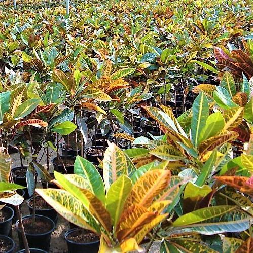 Codiaeum Variegatum Croton, Garden croton - www.Greenie.ae Buy online Best and Healthy Plants and quality products guarantee in Dubai Plants Shop in Dubai Abu Dhabi all over UAE Plants near me Fresh Plants in Dubai where to buy plants in UAE - Greenie.ae