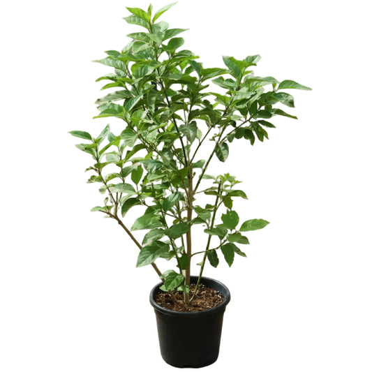 Cestrum Diurnum, Day King - www.Greenie.ae Buy online Best and Healthy Plants and quality products guarantee in Dubai Plants Shop in Dubai Abu Dhabi all over UAE Plants near me Fresh Plants in Dubai where to buy plants in UAE - Greenie.ae