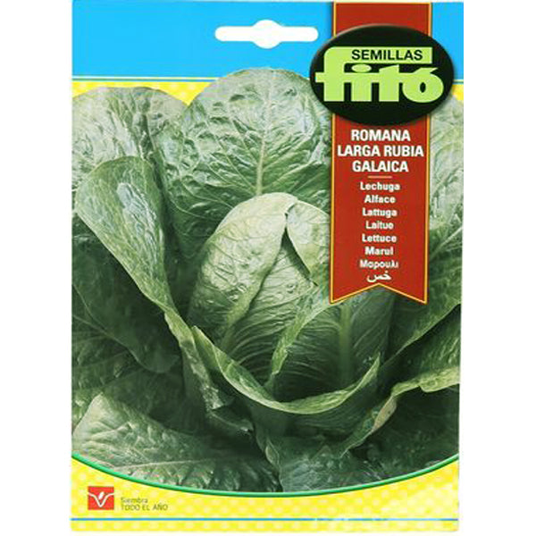 Lettuce Romana Larga Rubia Galacia Seeds - www.Greenie.ae Buy online Best and Healthy Plants and quality products guarantee in Dubai Plants Shop in Dubai Abu Dhabi all over UAE Plants near me Fresh Plants in Dubai where to buy plants in UAE - Greenie.ae