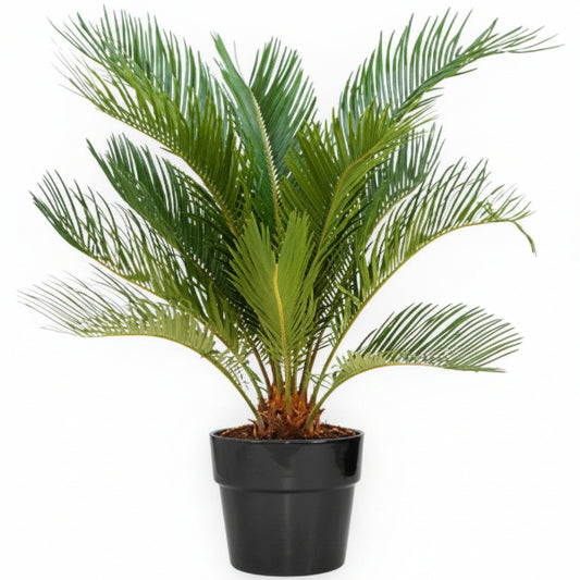 Cycas Circinalis, Queen Sago - www.Greenie.ae Buy online Best and Healthy Plants and quality products guarantee in Dubai Plants Shop in Dubai Abu Dhabi all over UAE Plants near me Fresh Plants in Dubai where to buy plants in UAE - Greenie.ae
