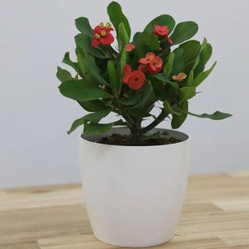 Euphorbia Milii, Crown Of Thorns - www.Greenie.ae Buy online Best and Healthy Plants and quality products guarantee in Dubai Plants Shop in Dubai Abu Dhabi all over UAE Plants near me Fresh Plants in Dubai where to buy plants in UAE - Greenie.ae