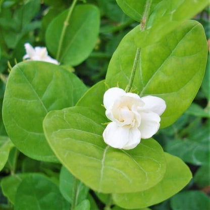 Jasminum sambac, The Arabian Jasmine - www.Greenie.ae Buy online Best and Healthy Plants and quality products guarantee in Dubai Plants Shop in Dubai Abu Dhabi all over UAE Plants near me Fresh Plants in Dubai where to buy plants in UAE - Greenie.ae
