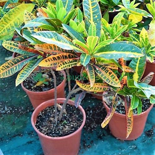 Codiaeum Variegatum, Croton Outdoor Mix - www.Greenie.ae Buy online Best and Healthy Plants and quality products guarantee in Dubai Plants Shop in Dubai Abu Dhabi all over UAE Plants near me Fresh Plants in Dubai where to buy plants in UAE - Greenie.ae