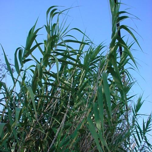Arundo Donax, Giant Reed - www.Greenie.ae Buy online Best and Healthy Plants and quality products guarantee in Dubai Plants Shop in Dubai Abu Dhabi all over UAE Plants near me Fresh Plants in Dubai where to buy plants in UAE - Greenie.ae