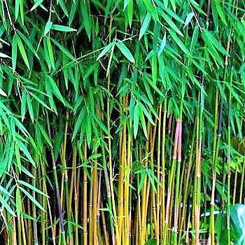 Bambus Green, Tropical Bamboo - www.Greenie.ae Buy online Best and Healthy Plants and quality products guarantee in Dubai Plants Shop in Dubai Abu Dhabi all over UAE Plants near me Fresh Plants in Dubai where to buy plants in UAE - Greenie.ae