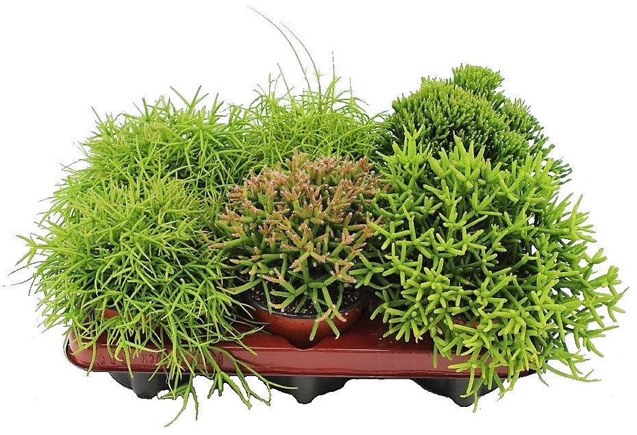 Rhipsalis mix - www.Greenie.ae Buy online Best and Healthy Plants and quality products guarantee in Dubai Plants Shop in Dubai Abu Dhabi all over UAE Plants near me Fresh Plants in Dubai where to buy plants in UAE - Greenie.ae