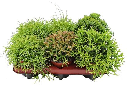 Rhipsalis mix - www.Greenie.ae Buy online Best and Healthy Plants and quality products guarantee in Dubai Plants Shop in Dubai Abu Dhabi all over UAE Plants near me Fresh Plants in Dubai where to buy plants in UAE - Greenie.ae