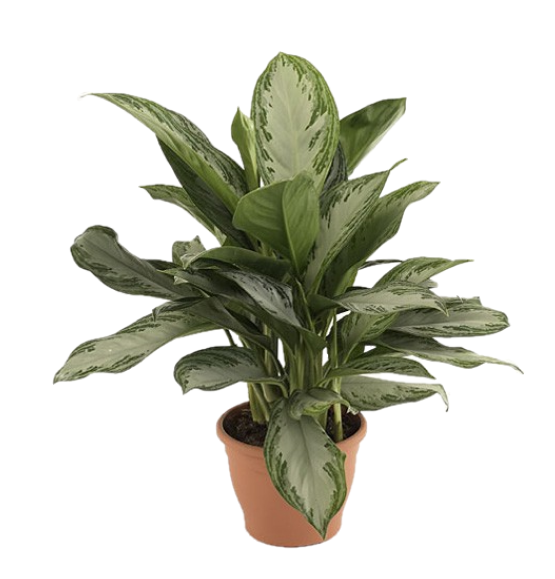 aglaonema pattaya Aglaonema Pattaya Beauty Buy online Plants Dubai UAE
