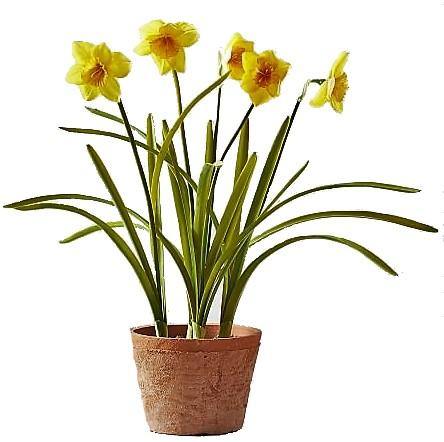 Daffodil, Narcissus - www.Greenie.ae Buy online Best and Healthy Plants and quality products guarantee in Dubai Plants Shop in Dubai Abu Dhabi all over UAE Plants near me Fresh Plants in Dubai where to buy plants in UAE - Greenie.ae