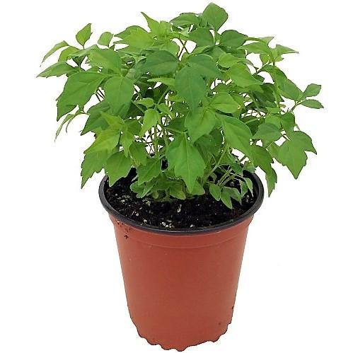 China Doll Plant - www.Greenie.ae Buy online Best and Healthy Plants and quality products guarantee in Dubai Plants Shop in Dubai Abu Dhabi all over UAE Plants near me Fresh Plants in Dubai where to buy plants in UAE - Greenie.ae