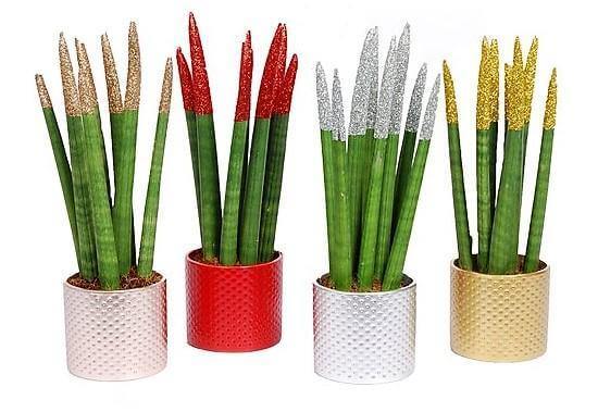 African spear , Sansevieria Cylindrica - www.Greenie.ae Buy online Best and Healthy Plants and quality products guarantee in Dubai Plants Shop in Dubai Abu Dhabi all over UAE Plants near me Fresh Plants in Dubai where to buy plants in UAE - Greenie.ae