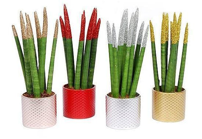 African spear , Sansevieria Cylindrica - www.Greenie.ae Buy online Best and Healthy Plants and quality products guarantee in Dubai Plants Shop in Dubai Abu Dhabi all over UAE Plants near me Fresh Plants in Dubai where to buy plants in UAE - Greenie.ae