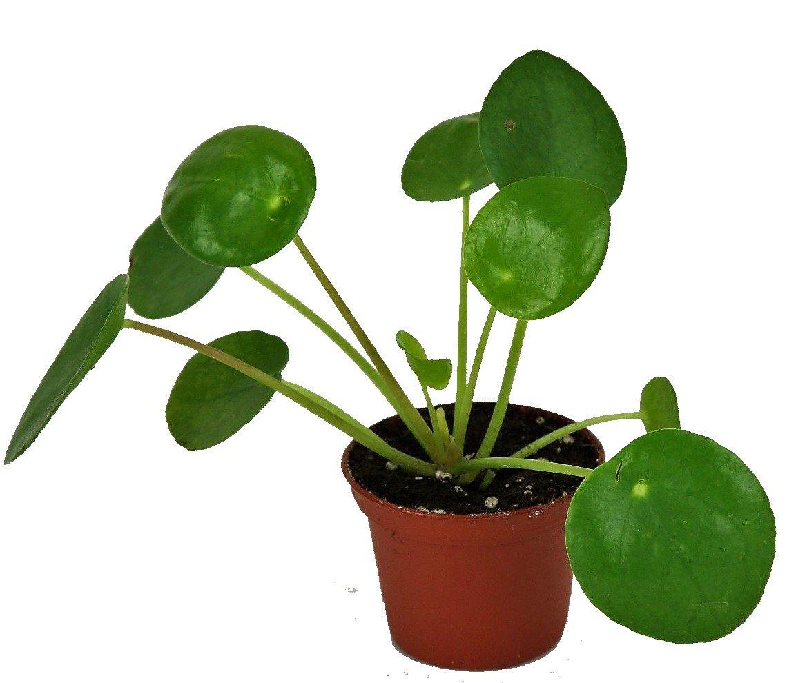 Chinese Money Plant, Pilea Peperomioides - www.Greenie.ae Buy online Best and Healthy Plants and quality products guarantee in Dubai Plants Shop in Dubai Abu Dhabi all over UAE Plants near me Fresh Plants in Dubai where to buy plants in UAE - Greenie.ae