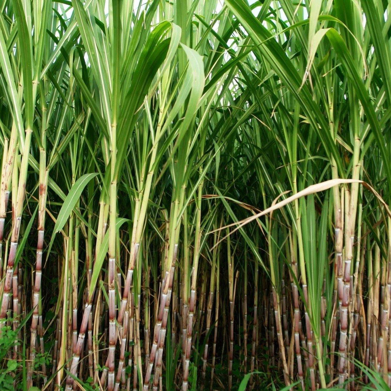 Saccharum Officinarum, Sugarcane, قصب السكر - www.Greenie.ae Buy online Best and Healthy Plants and quality products guarantee in Dubai Plants Shop in Dubai Abu Dhabi all over UAE Plants near me Fresh Plants in Dubai where to buy plants in UAE - Greenie.ae