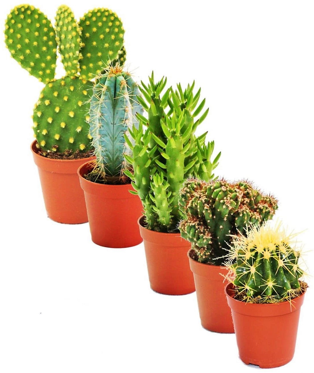 Ornamental Cactus - www.Greenie.ae Buy online Best and Healthy Plants and quality products guarantee in Dubai Plants Shop in Dubai Abu Dhabi all over UAE Plants near me Fresh Plants in Dubai where to buy plants in UAE - Greenie.ae