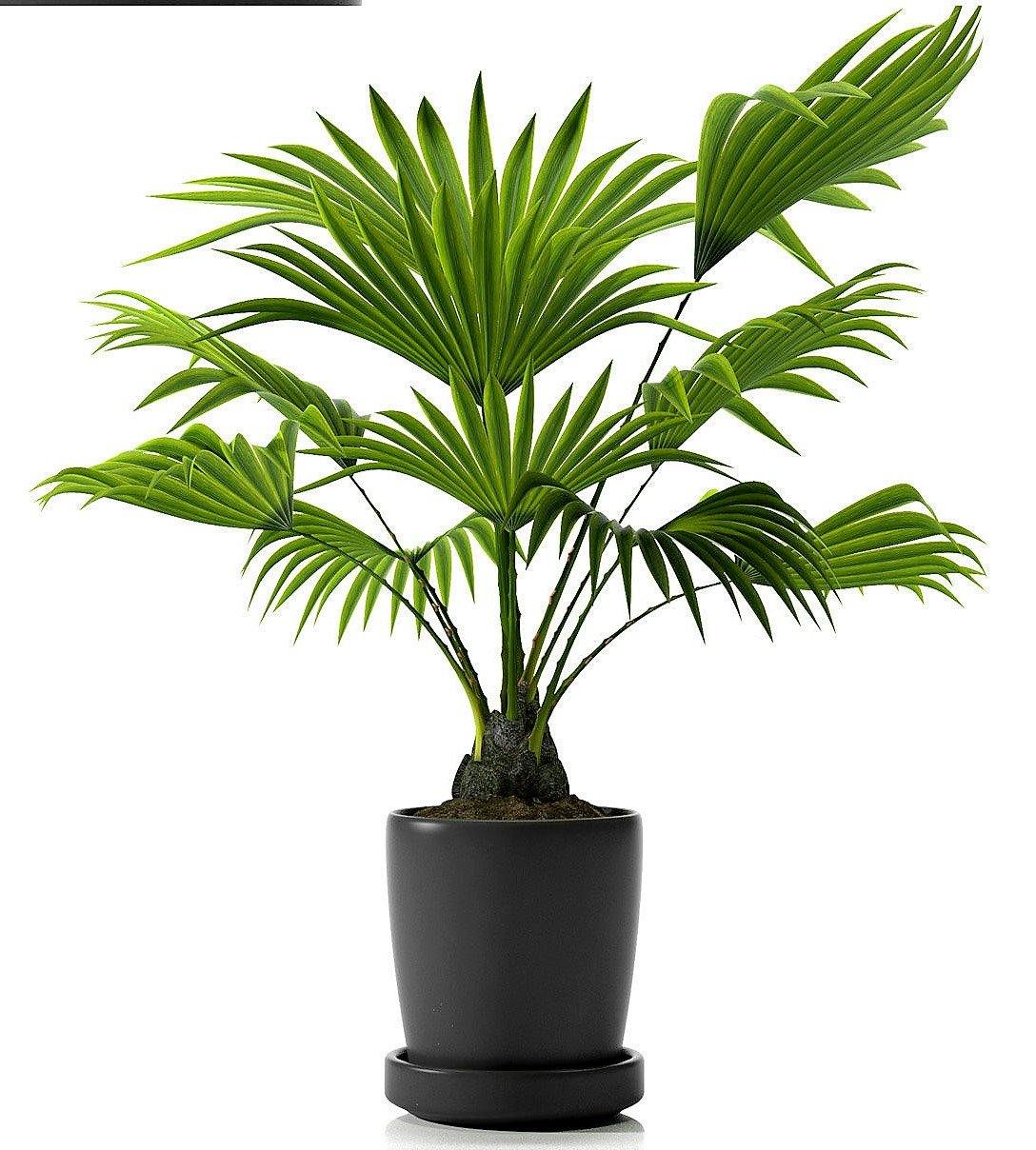 Chinese Fan Palm, Livistona Chinensis, Fountain Palm - www.Greenie.ae Buy online Best and Healthy Plants and quality products guarantee in Dubai Plants Shop in Dubai Abu Dhabi all over UAE Plants near me Fresh Plants in Dubai where to buy plants in UAE - Greenie.ae