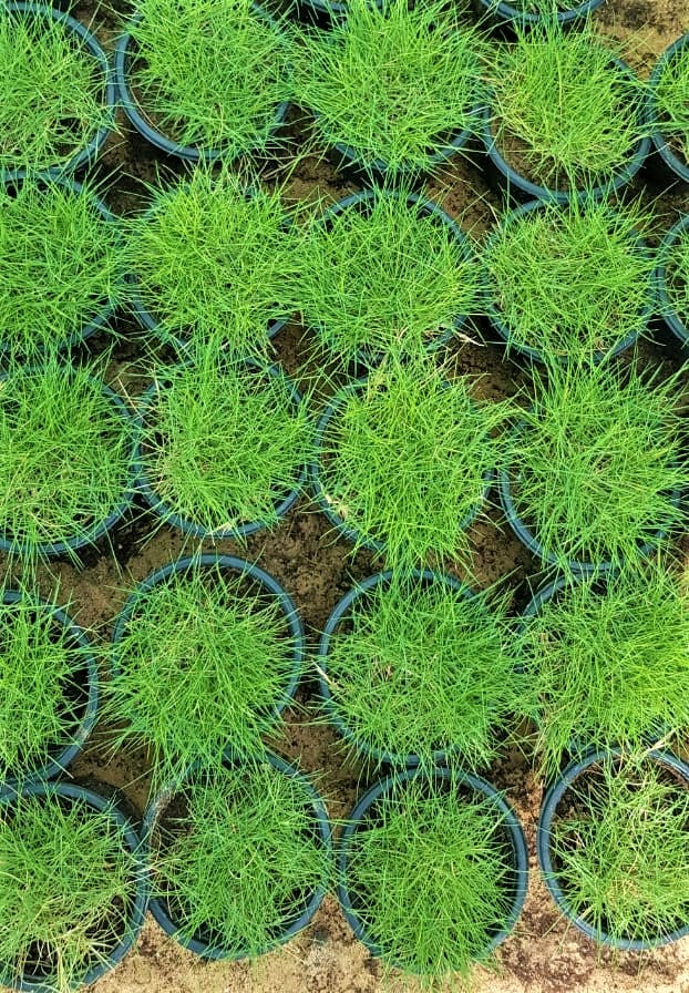 Zoysia Japonica, Korean Lawn Grass - www.Greenie.ae Buy online Best and Healthy Plants and quality products guarantee in Dubai Plants Shop in Dubai Abu Dhabi all over UAE Plants near me Fresh Plants in Dubai where to buy plants in UAE - Greenie.ae