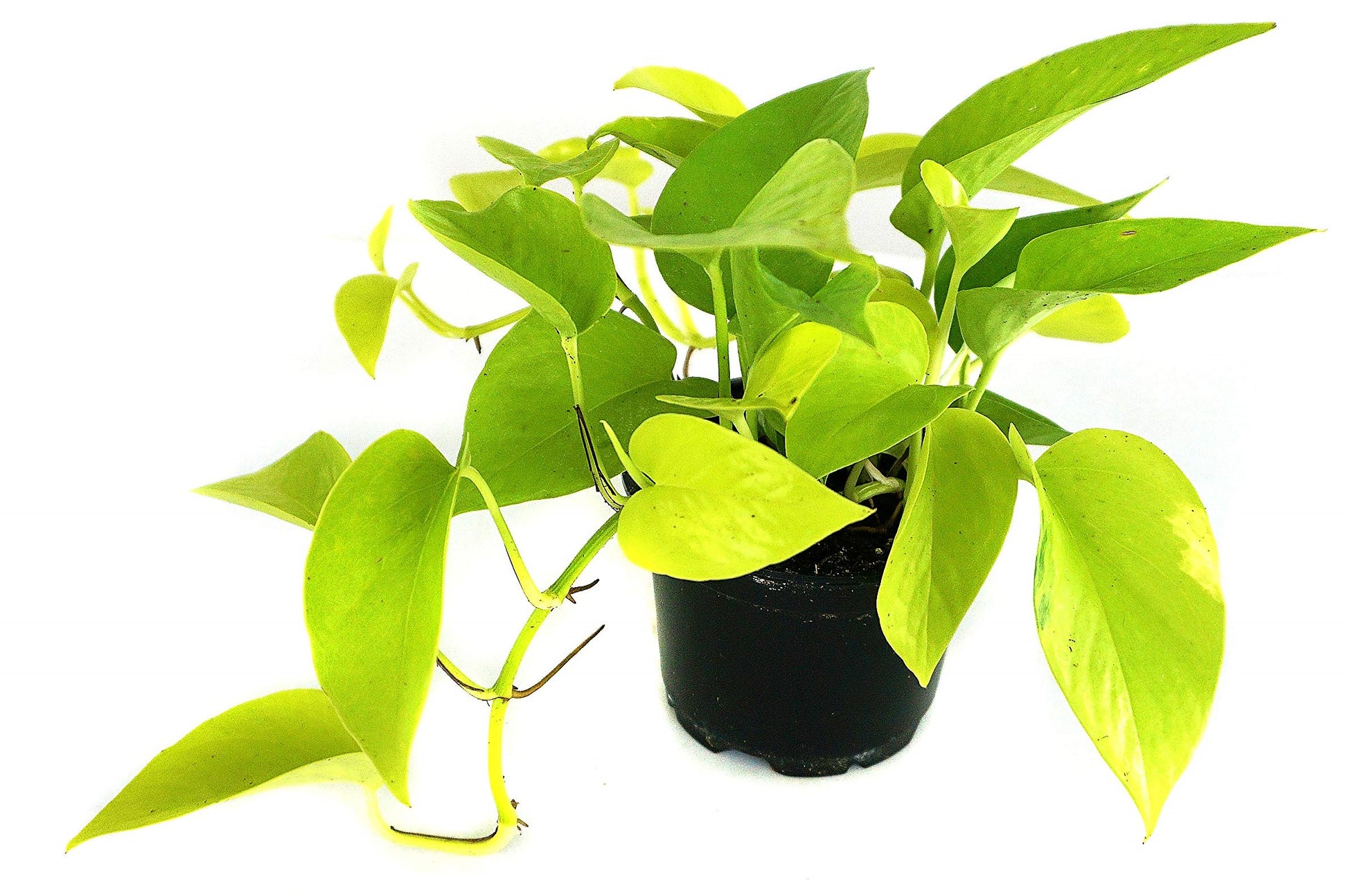 Neon Pothos - www.Greenie.ae Buy online Best and Healthy Plants and quality products guarantee in Dubai Plants Shop in Dubai Abu Dhabi all over UAE Plants near me Fresh Plants in Dubai where to buy plants in UAE - Greenie.ae