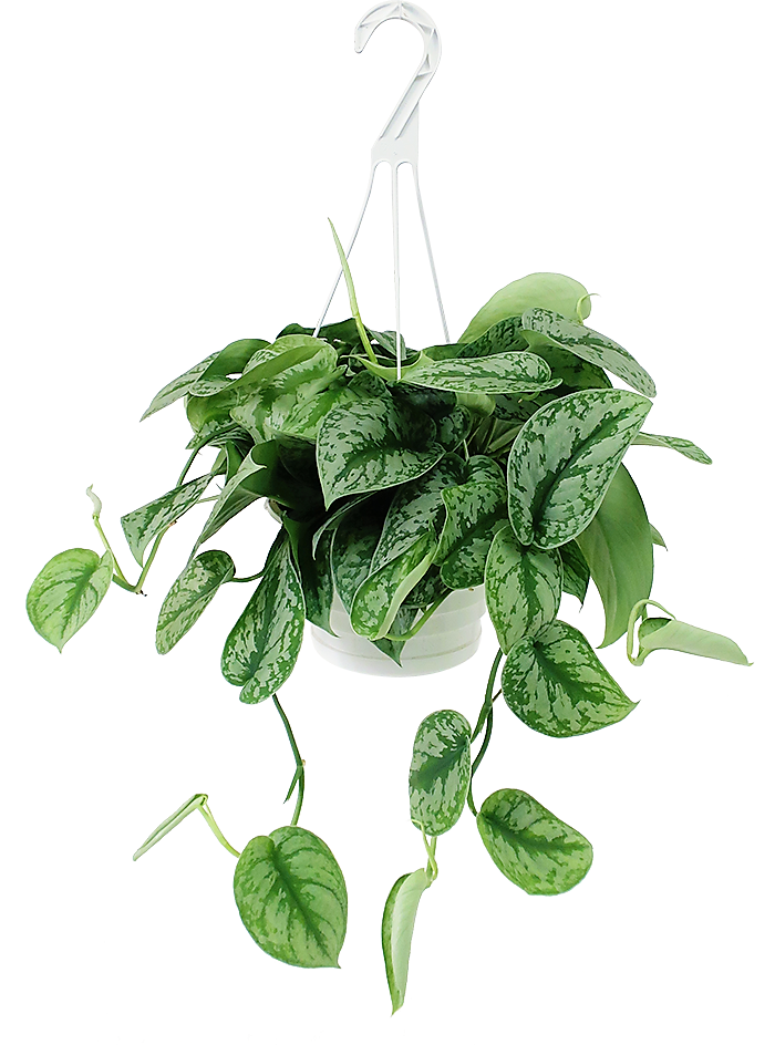 Satin Pothos Hanging - www.Greenie.ae Buy online Best and Healthy Plants and quality products guarantee in Dubai Plants Shop in Dubai Abu Dhabi all over UAE Plants near me Fresh Plants in Dubai where to buy plants in UAE - Greenie.ae