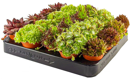 Hens & Chicks, Sempervivum, Houseleeks Mixed - www.Greenie.ae Buy online Best and Healthy Plants and quality products guarantee in Dubai Plants Shop in Dubai Abu Dhabi all over UAE Plants near me Fresh Plants in Dubai where to buy plants in UAE - Greenie.ae