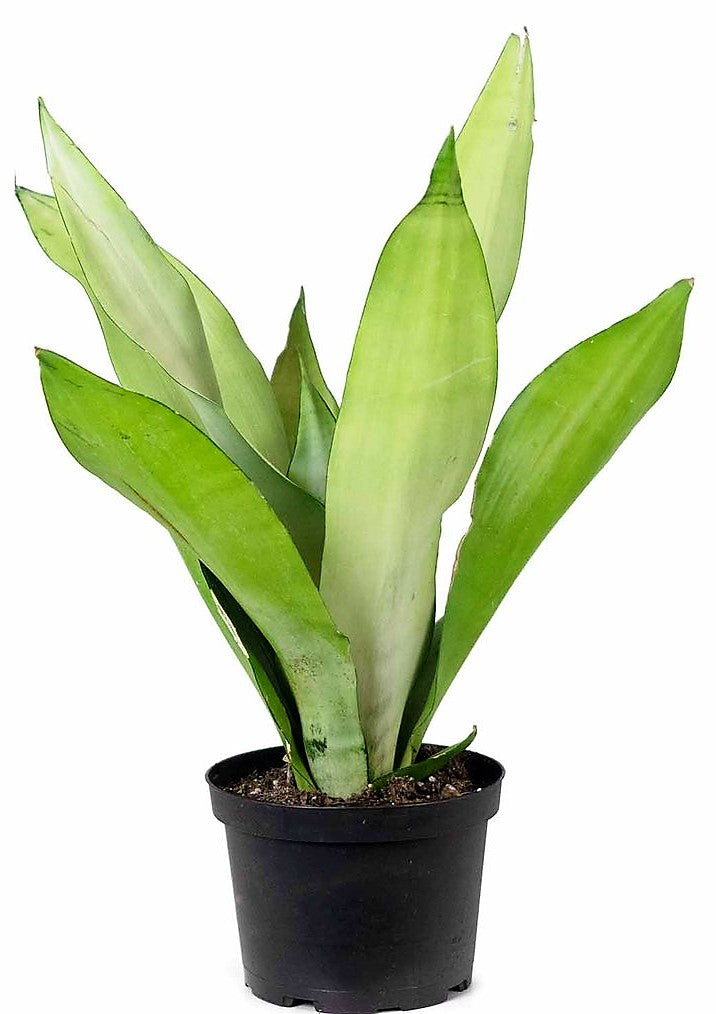 Snake Plant MoonShine, Sansevieria trifasciata - www.Greenie.ae Buy online Best and Healthy Plants and quality products guarantee in Dubai Plants Shop in Dubai Abu Dhabi all over UAE Plants near me Fresh Plants in Dubai where to buy plants in UAE - Greenie.ae