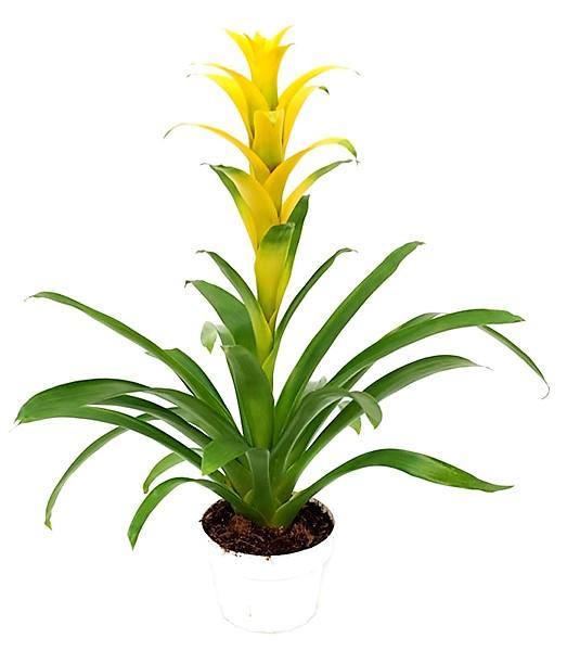 Guzmania Red Yellow Orange Plants, Scarlet Star - www.Greenie.ae Buy online Best and Healthy Plants and quality products guarantee in Dubai Plants Shop in Dubai Abu Dhabi all over UAE Plants near me Fresh Plants in Dubai where to buy plants in UAE - Greenie.ae