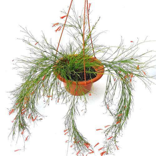 Russelia Equisetiformis, Coral Plant, Firecracker Plant - www.Greenie.ae Buy online Best and Healthy Plants and quality products guarantee in Dubai Plants Shop in Dubai Abu Dhabi all over UAE Plants near me Fresh Plants in Dubai where to buy plants in UAE - Greenie.ae