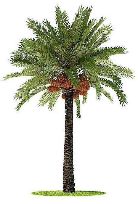 Date Palm, Phoenix Dactylifera - www.Greenie.ae Buy online Best and Healthy Plants and quality products guarantee in Dubai Plants Shop in Dubai Abu Dhabi all over UAE Plants near me Fresh Plants in Dubai where to buy plants in UAE - Greenie.ae