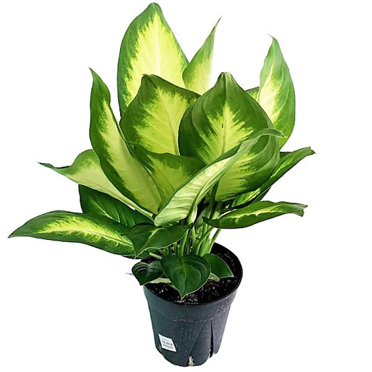 Dieffenbachia, Camilla ,Camellia ,Dumb Cane Plant - www.Greenie.ae Buy online Best and Healthy Plants and quality products guarantee in Dubai Plants Shop in Dubai Abu Dhabi all over UAE Plants near me Fresh Plants in Dubai where to buy plants in UAE - Greenie.ae