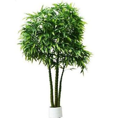 Bambusa Ventricosa, Buddha’s Belly Bamboo - www.Greenie.ae Buy online Best and Healthy Plants and quality products guarantee in Dubai Plants Shop in Dubai Abu Dhabi all over UAE Plants near me Fresh Plants in Dubai where to buy plants in UAE - Greenie.ae