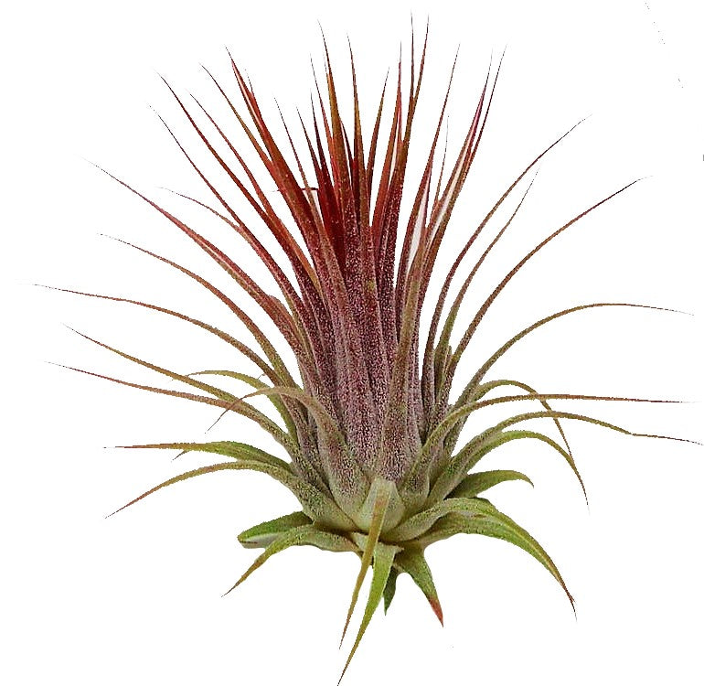 Tillandsia Lonantha Red Clumb - www.Greenie.ae Buy online Best and Healthy Plants and quality products guarantee in Dubai Plants Shop in Dubai Abu Dhabi all over UAE Plants near me Fresh Plants in Dubai where to buy plants in UAE - Greenie.ae