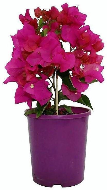 Great Bougainvillea, Bougainvillea Spectabilis - www.Greenie.ae Buy online Best and Healthy Plants and quality products guarantee in Dubai Plants Shop in Dubai Abu Dhabi all over UAE Plants near me Fresh Plants in Dubai where to buy plants in UAE - Greenie.ae