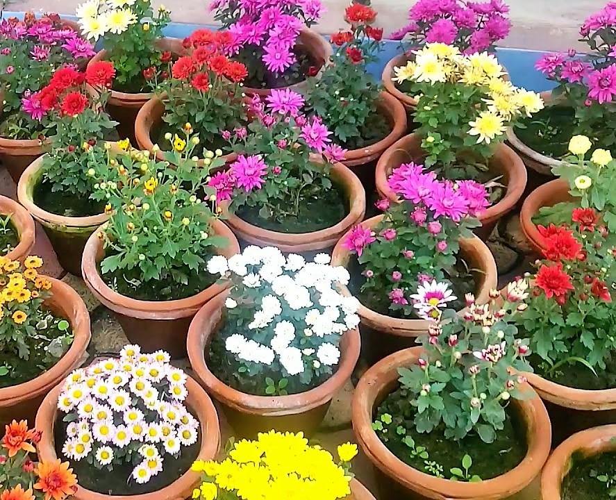Chrysanthemum mix assorted - www.Greenie.ae Buy online Best and Healthy Plants and quality products guarantee in Dubai Plants Shop in Dubai Abu Dhabi all over UAE Plants near me Fresh Plants in Dubai where to buy plants in UAE - Greenie.ae