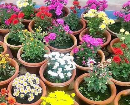 Chrysanthemum mix assorted - www.Greenie.ae Buy online Best and Healthy Plants and quality products guarantee in Dubai Plants Shop in Dubai Abu Dhabi all over UAE Plants near me Fresh Plants in Dubai where to buy plants in UAE - Greenie.ae