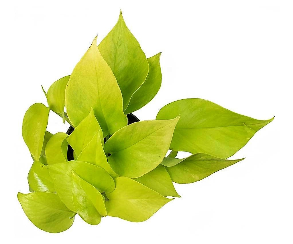 Neon Pothos - www.Greenie.ae Buy online Best and Healthy Plants and quality products guarantee in Dubai Plants Shop in Dubai Abu Dhabi all over UAE Plants near me Fresh Plants in Dubai where to buy plants in UAE - Greenie.ae