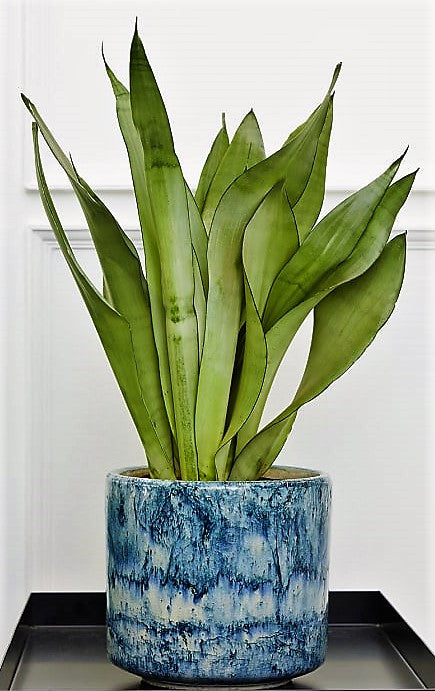 Snake Plant MoonShine, Sansevieria trifasciata - www.Greenie.ae Buy online Best and Healthy Plants and quality products guarantee in Dubai Plants Shop in Dubai Abu Dhabi all over UAE Plants near me Fresh Plants in Dubai where to buy plants in UAE - Greenie.ae