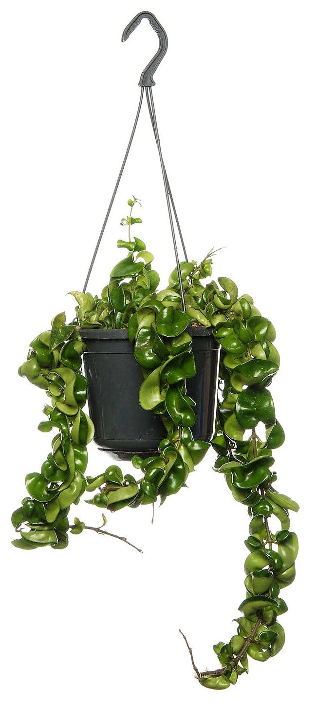 Rope Plant, Hoya Carnosa Compacta, Porcelain Flower - www.Greenie.ae Buy online Best and Healthy Plants and quality products guarantee in Dubai Plants Shop in Dubai Abu Dhabi all over UAE Plants near me Fresh Plants in Dubai where to buy plants in UAE - Greenie.ae