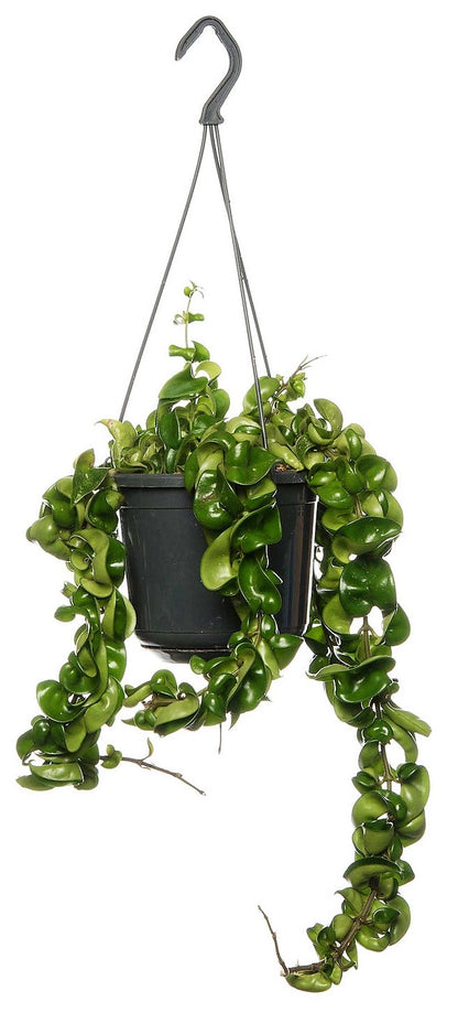 Rope Plant, Hoya Carnosa Compacta, Porcelain Flower - www.Greenie.ae Buy online Best and Healthy Plants and quality products guarantee in Dubai Plants Shop in Dubai Abu Dhabi all over UAE Plants near me Fresh Plants in Dubai where to buy plants in UAE - Greenie.ae