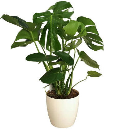 Swiss Cheese Plant, Monstera Deliciosa , The Hurricane - www.Greenie.ae Buy online Best and Healthy Plants and quality products guarantee in Dubai Plants Shop in Dubai Abu Dhabi all over UAE Plants near me Fresh Plants in Dubai where to buy plants in UAE - Greenie.ae