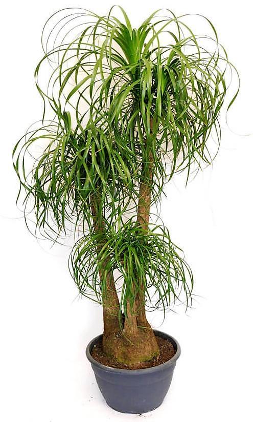 Elephant’s Foot, Beaucarnea Recurvata, Ponytail Palm - www.Greenie.ae Buy online Best and Healthy Plants and quality products guarantee in Dubai Plants Shop in Dubai Abu Dhabi all over UAE Plants near me Fresh Plants in Dubai where to buy plants in UAE - Greenie.ae