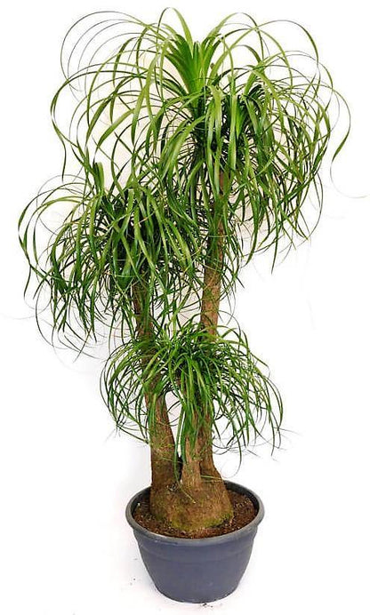 Elephant’s Foot, Beaucarnea Recurvata, Ponytail Palm - www.Greenie.ae Buy online Best and Healthy Plants and quality products guarantee in Dubai Plants Shop in Dubai Abu Dhabi all over UAE Plants near me Fresh Plants in Dubai where to buy plants in UAE - Greenie.ae