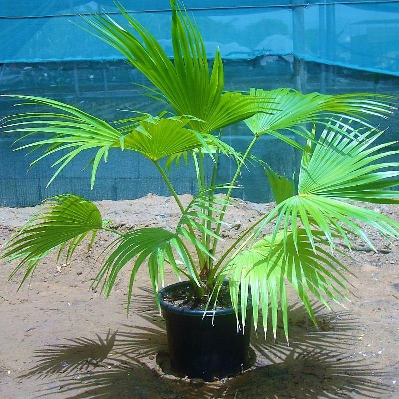 Chinese Fan Palm, Livistona Chinensis, Fountain Palm - www.Greenie.ae Buy online Best and Healthy Plants and quality products guarantee in Dubai Plants Shop in Dubai Abu Dhabi all over UAE Plants near me Fresh Plants in Dubai where to buy plants in UAE - Greenie.ae