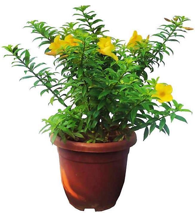 Allamanda Cathartica, Golden Trumpet - www.Greenie.ae Buy online Best and Healthy Plants and quality products guarantee in Dubai Plants Shop in Dubai Abu Dhabi all over UAE Plants near me Fresh Plants in Dubai where to buy plants in UAE - Greenie.ae