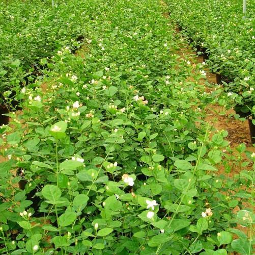 Jasminum sambac, The Arabian Jasmine - www.Greenie.ae Buy online Best and Healthy Plants and quality products guarantee in Dubai Plants Shop in Dubai Abu Dhabi all over UAE Plants near me Fresh Plants in Dubai where to buy plants in UAE - Greenie.ae