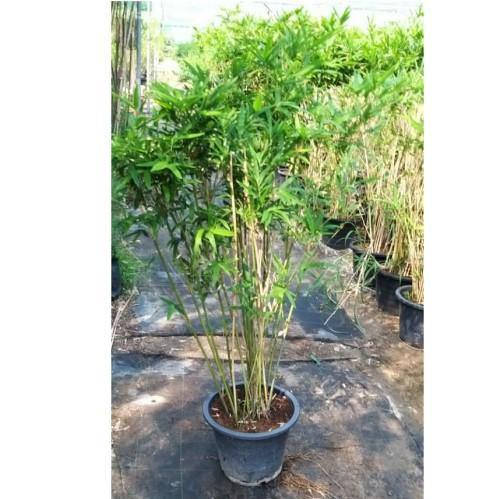 Bambusa multiplex, Chinese Dwarf Bamboo - www.Greenie.ae Buy online Best and Healthy Plants and quality products guarantee in Dubai Plants Shop in Dubai Abu Dhabi all over UAE Plants near me Fresh Plants in Dubai where to buy plants in UAE - Greenie.ae