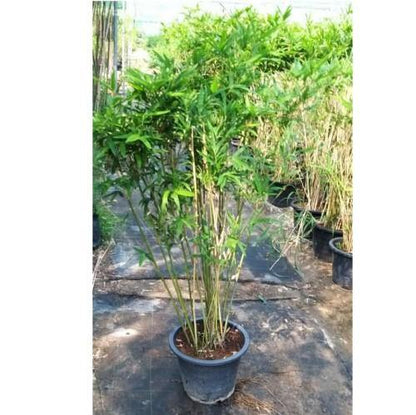Bambusa multiplex, Chinese Dwarf Bamboo - www.Greenie.ae Buy online Best and Healthy Plants and quality products guarantee in Dubai Plants Shop in Dubai Abu Dhabi all over UAE Plants near me Fresh Plants in Dubai where to buy plants in UAE - Greenie.ae