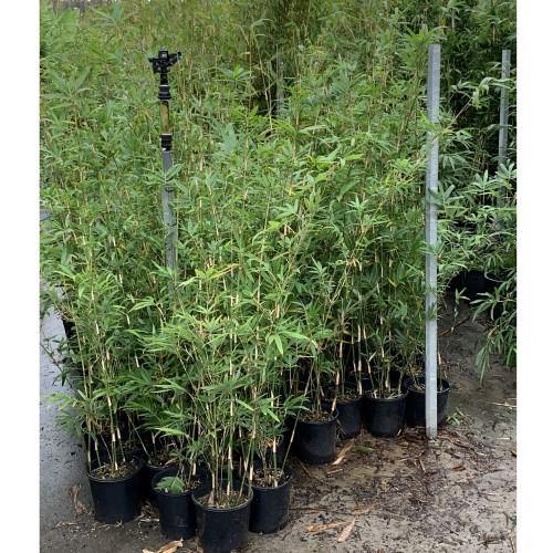 Bambusa multiplex, Chinese Dwarf Bamboo - www.Greenie.ae Buy online Best and Healthy Plants and quality products guarantee in Dubai Plants Shop in Dubai Abu Dhabi all over UAE Plants near me Fresh Plants in Dubai where to buy plants in UAE - Greenie.ae